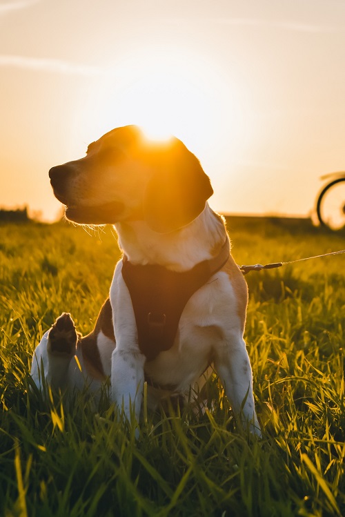 Stick a Spray Can on a Dog Tactical Vest
